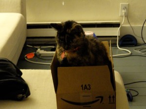 Ayla now. She loves to steal my boxes.