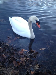 A swan swimming on the edge of a river.