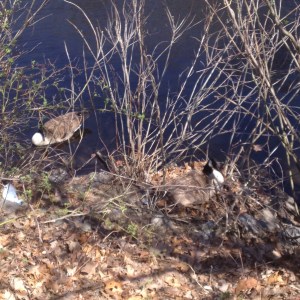 This daddy goose wasn't too pleased with us for walking so close to his lady and their nest.
