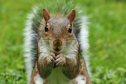 Close-up picture of a squirrel against a green background.