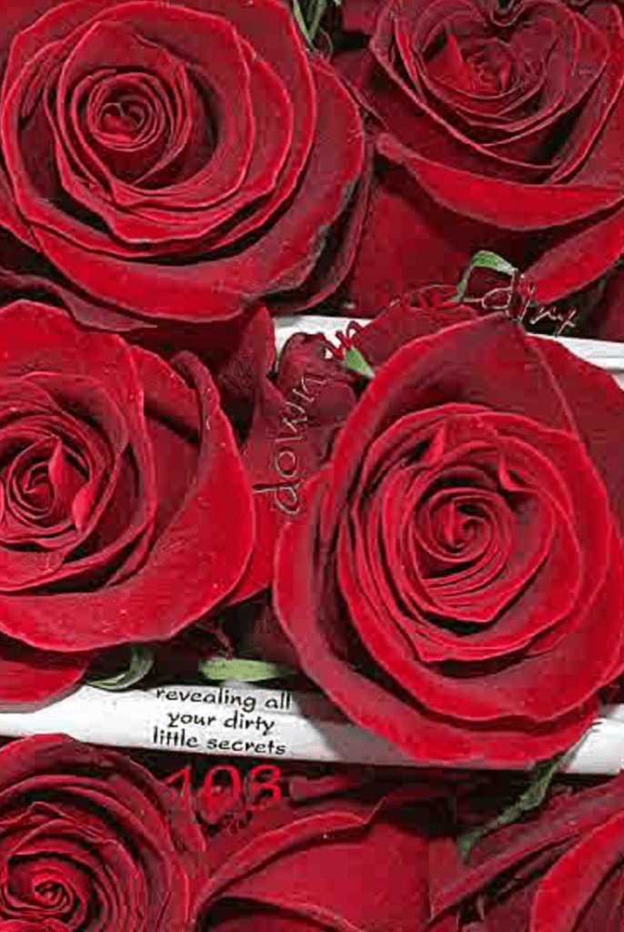 Looking down on the tops of a bunch of red roses. The text "down in the dirt" and "revealing all your dirty little secrets 103" is written on it.